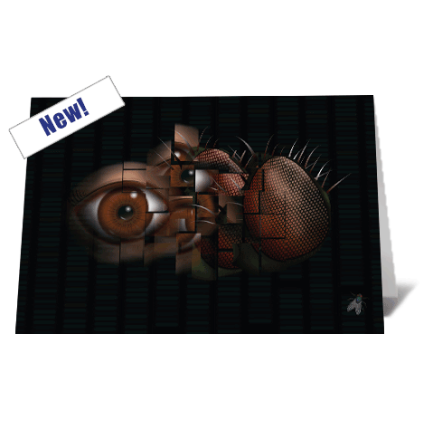 The Fly Card